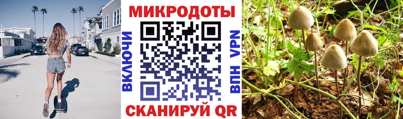 Галлюциногенные грибы Psilocybine cubensis  Светлоград 